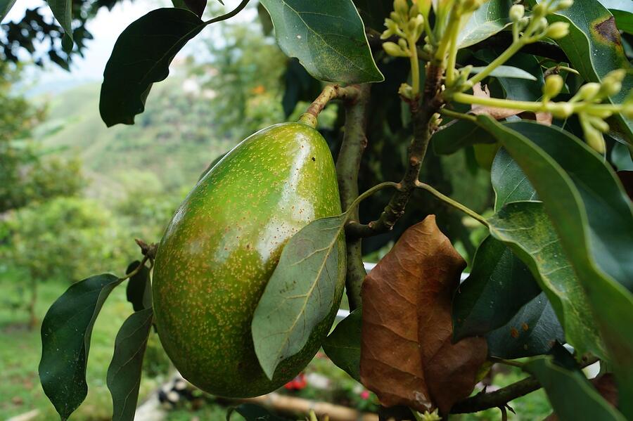 An avocado hanging on the tree, the grove fruit that feeds roof rats in Poway