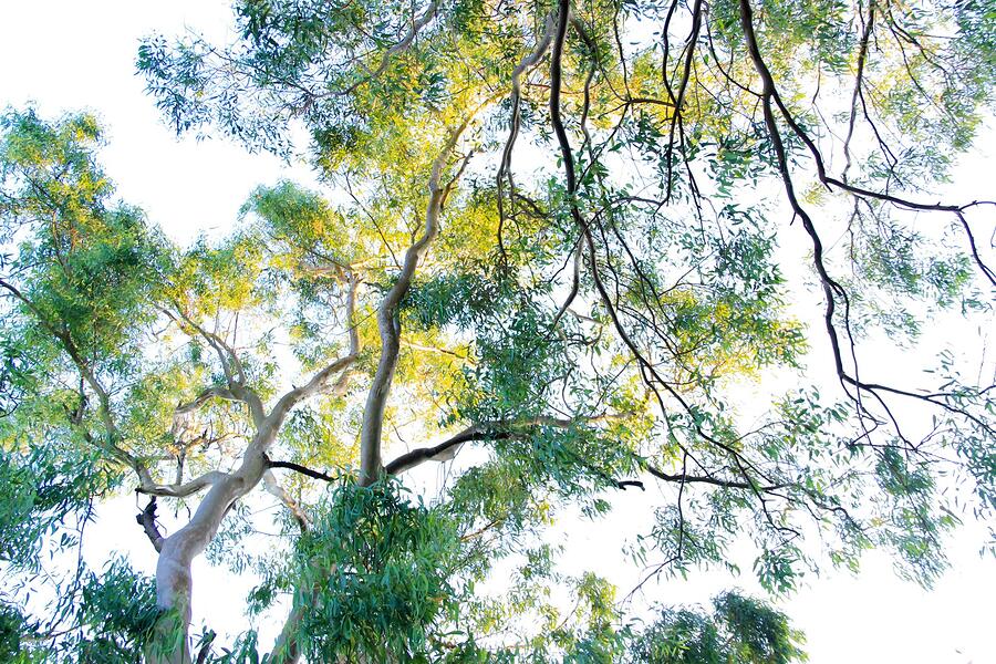 Sunlight through a eucalyptus canopy seen from directly below