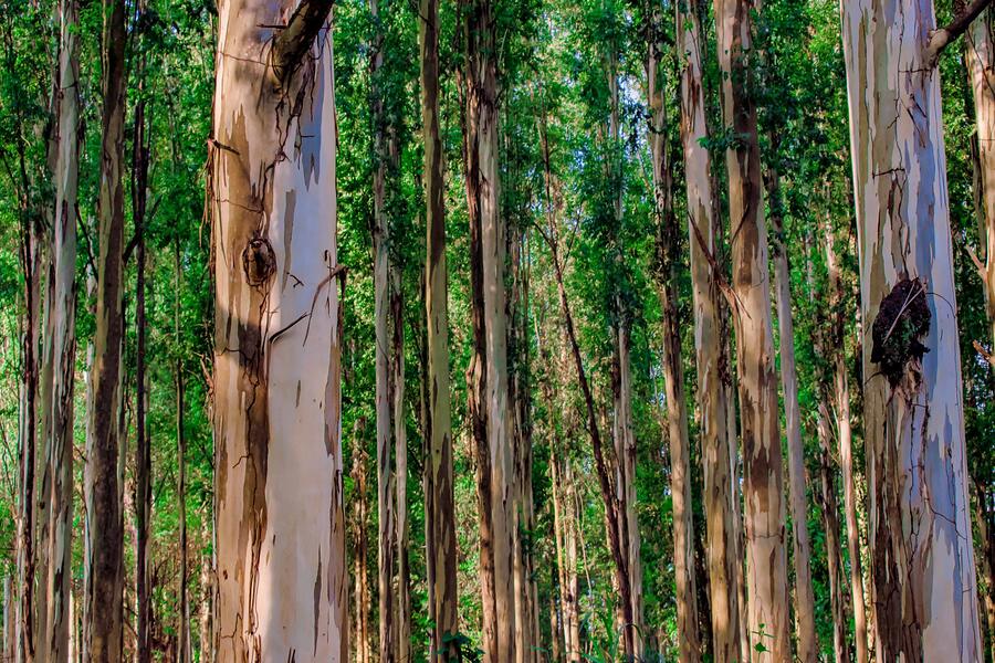 Tall eucalyptus trunks in a grove, the trees that line Leucadia