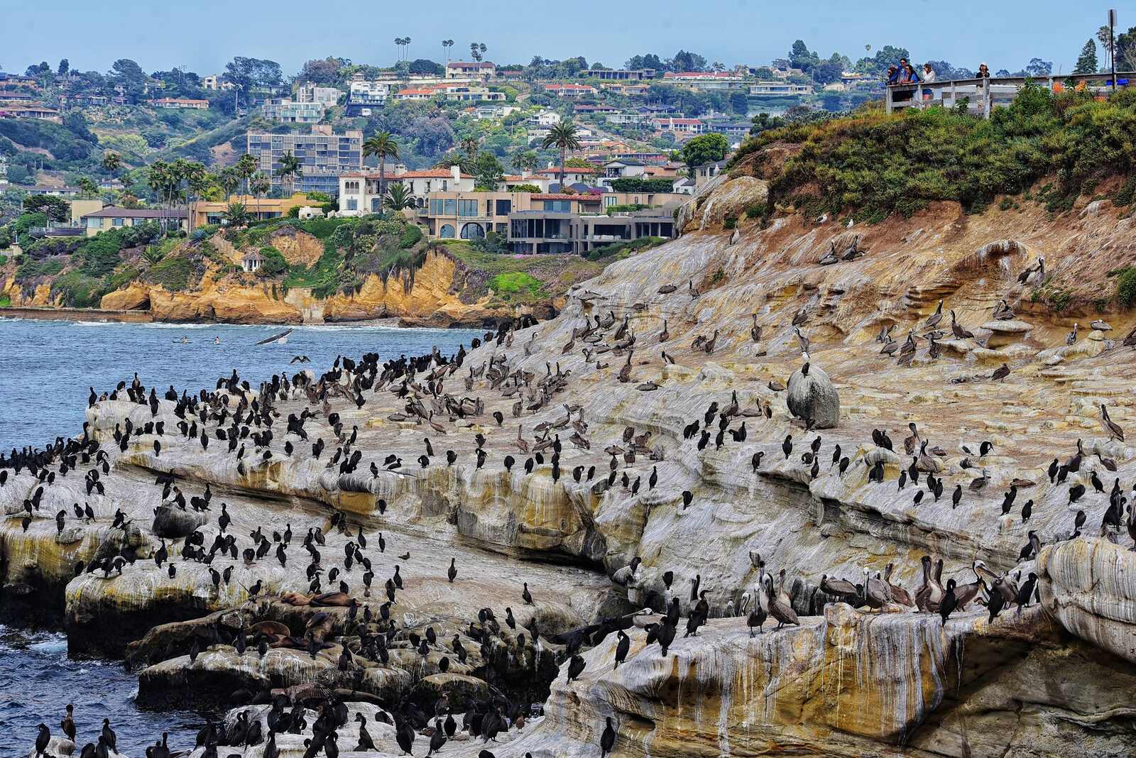 Seabirds on the rocky cliffs at La Jolla Cove with the hillside houses behind