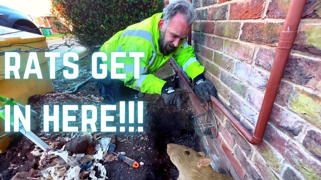 Video preview: RAT holes around your house? How to stop rats burrowing